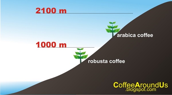 140901-dat-trong-arabica-puriocoffee