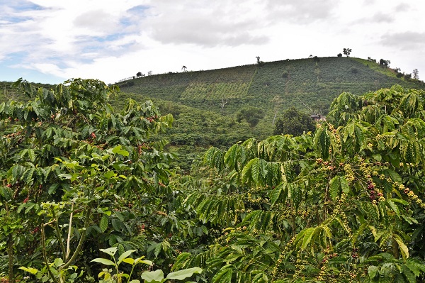 140901-thien-duong-caphe-dalat-puriocoffee