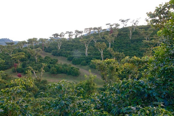 Fatima-coban