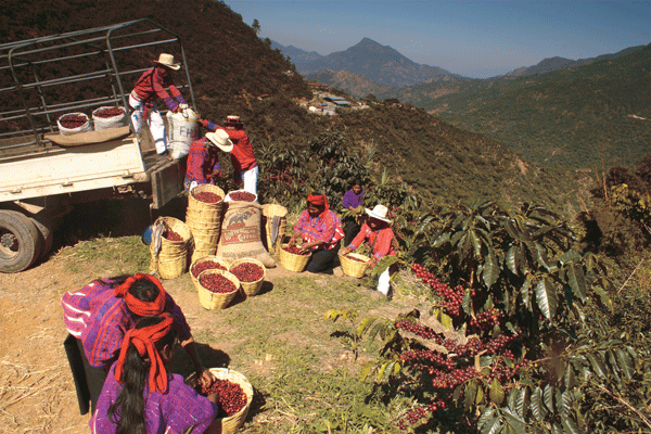 Origin-guatemala-600-wide2